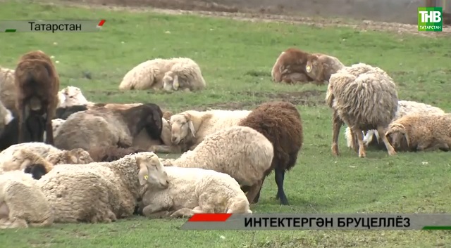 Татарстанда авыл хуҗалыкларына бруцеллез авыруы ачыкланудан күпме зыян килгән?