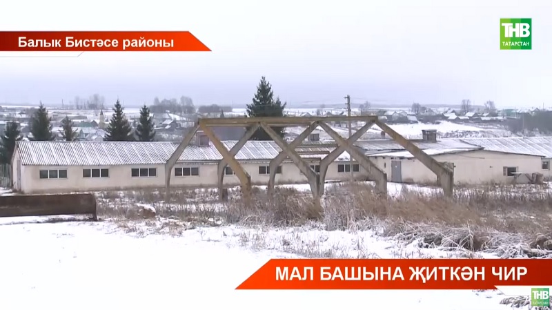 Балык бистәсе районында бруцеллёз авыруын ачыклаганнар