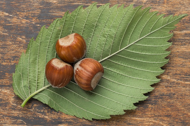 Эксперт КФУ назвала ореховые места Татарстана