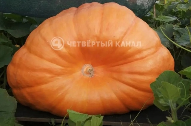 «Атлантический гигант»: 360-килограммовую тыкву вырастил садовод