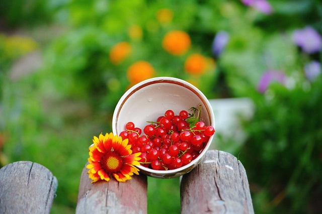 Жителям Татарстана разъяснили, в чем опасность красной смородины