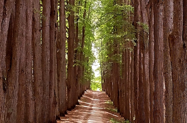 Пожароопасная обстановка в лесах Татарстана сохранится до конца лета
