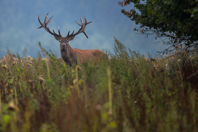 Обязательный экзамен для охотников вводится в Татарстане