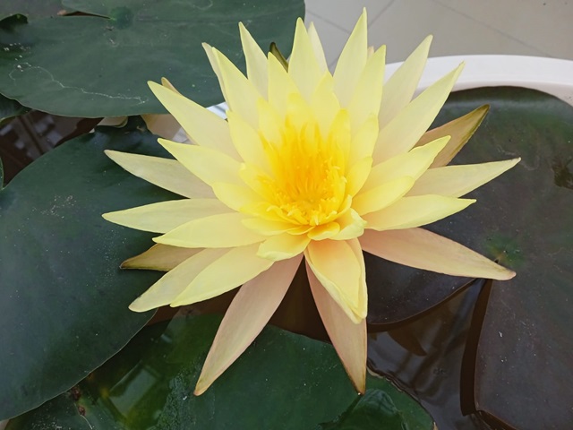 В Татарстане расцвели нимфеи 