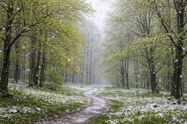 Зима возвращается: в Москве ожидаются заморозки и мокрый снег