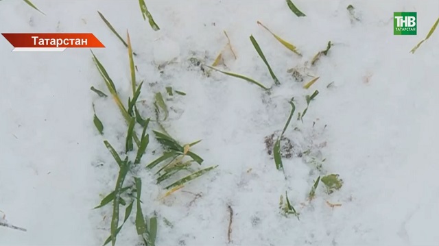 Җылы һава торышыннан Татарстанның 2 районында уҗымнар чери башлаган