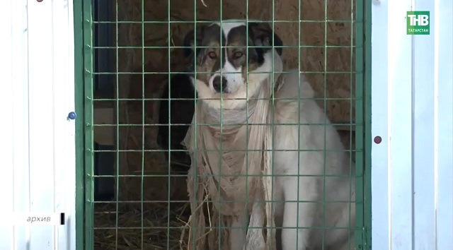 «Зверский» спор: чем закончится дискуссия о принятии закона об ужесточении требований к владельцам животных?