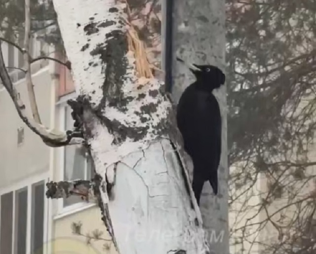 Привет из Красной книги: в Казань залетел редкий черный дятел