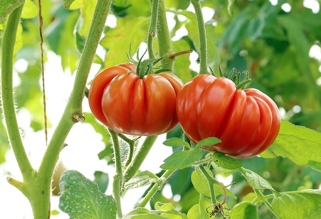 Садоводам Татарстана раскрыли секрет, как вырастить большой урожай помидоров