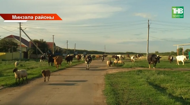 Авылларын ничек саклап калырга: Марат Әхмәтов Минзәләдә авыл эшмәкәрләре белән очрашты