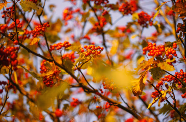 Какие полезные ягоды и травы собирают в сентябре