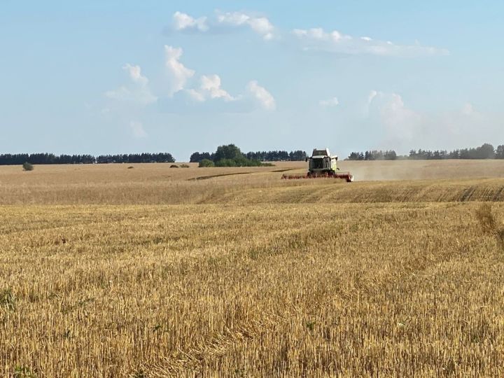 Яшел Үзән районында урып-җыю сезоны башланды