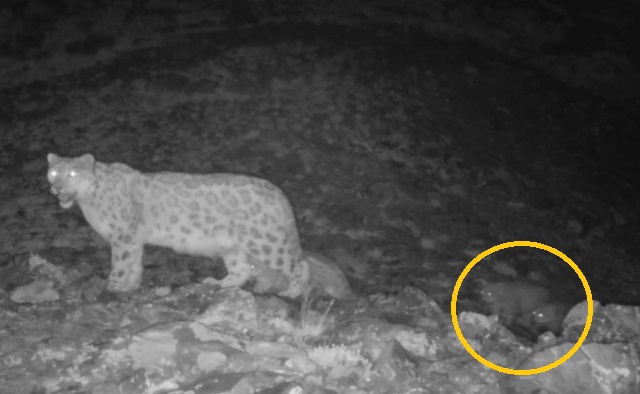 Минэкологии Татарстана опубликовало видео ночной прогулки котят ирбиса 