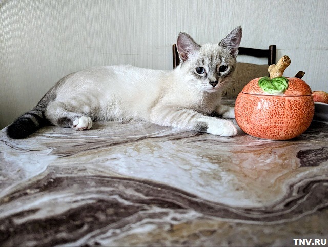 Ветеринар рассказал, как выбрать корм для кошек