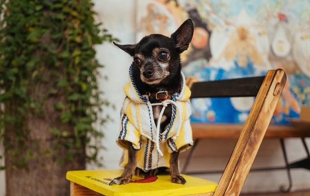 Мини-пиги, хорьки и кошки: стало известно, кого чаще страхуют жители Татарстана