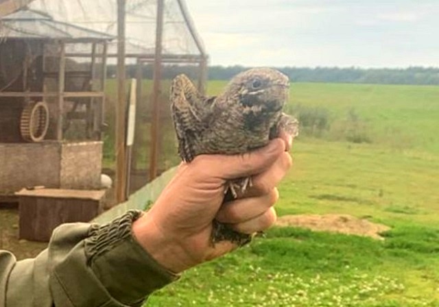 Краснокнижного козодоя спасли в Татарстане