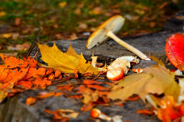 12 жителей Татарстана отравились грибами с начала 2022 года