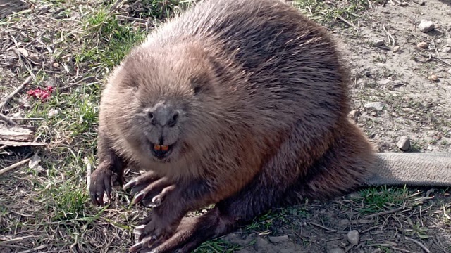 В Татарстане спасли заблудившегося бобра