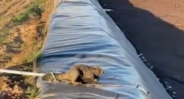 Угодившего в навозную яму бобра спасли в Татарстане