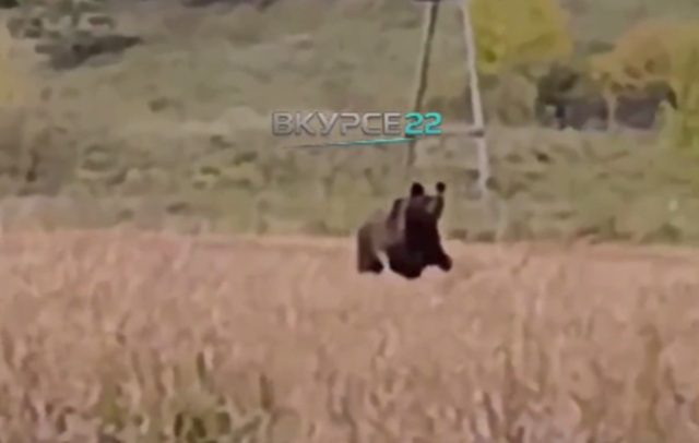 Выбежавшего к машине с людьми медвежонка сняли на видео в Алтайском крае
