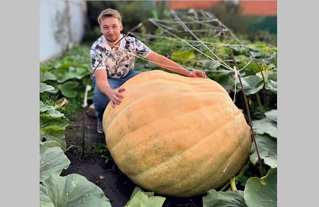 Тыкву весом 300 кг вырастил садовод в Татарстане