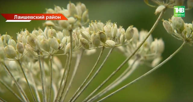 25 млн рублей выделят в Татарстане на борьбу с борщевиком Сосновского