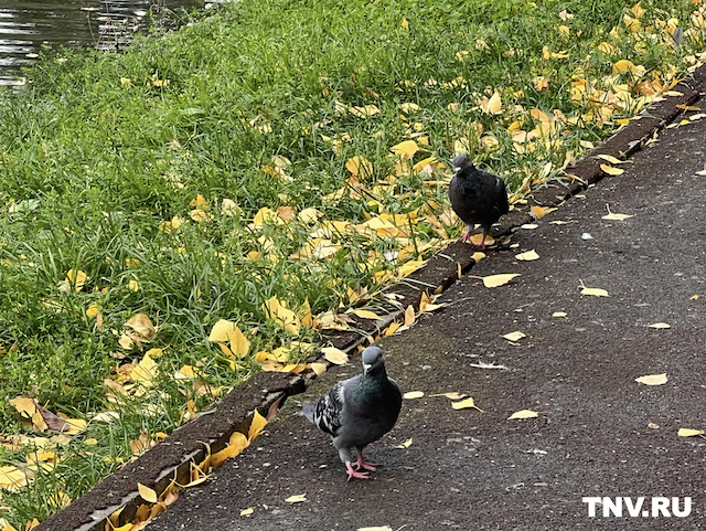 Потепление до +25, дожди и туман: погода в Татарстане на три дня 