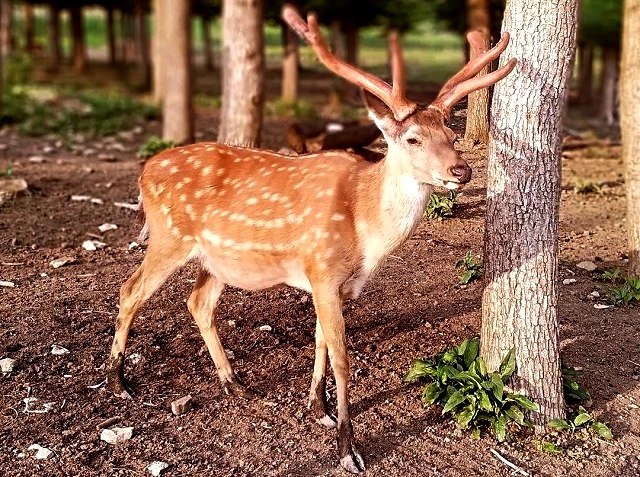 Минниханов утвердил лимит добычи охотничьих ресурсов в Татарстане