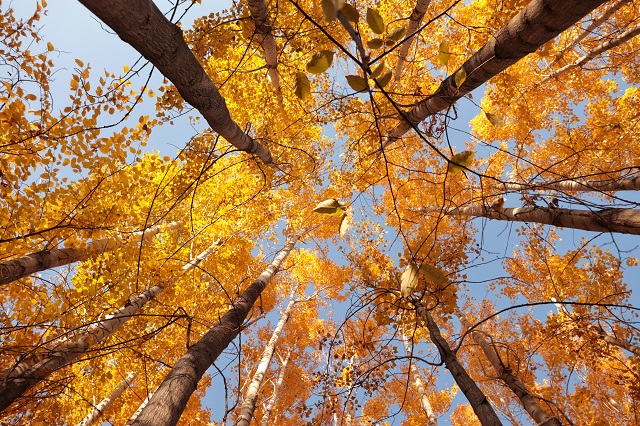 Стало известно, как долго в Татарстане будет властвовать обширный антициклон