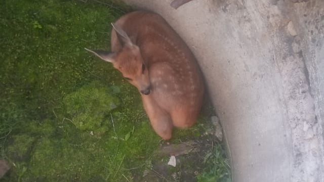 Мяукал на дне колодца: в Набережных Челнах спасли потерявшегося косуленка
