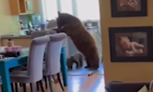  Видео: забравшиеся в частный дом медведи лишили хозяйку пончиков