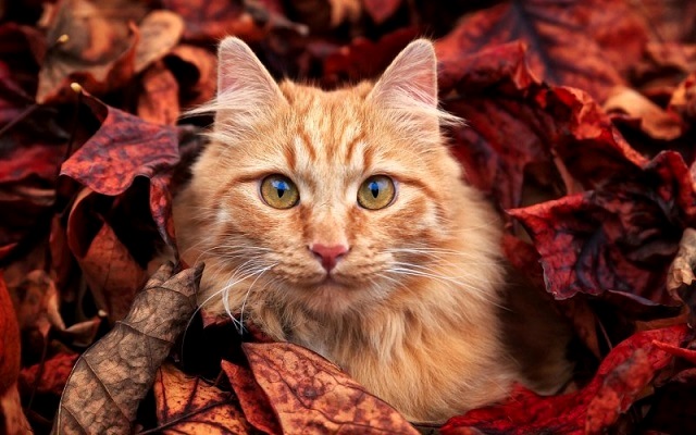 13 сентябрьгә һава торышы! Әбиләр чуагы якынлаша?