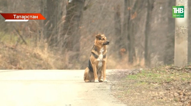 Сукбай этләр турындагы закон катгыйлана