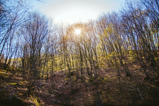 Вильфанд назвал предпосылки для сложного пожароопасного сезона весной