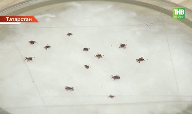 В России начался сезон активности клещей – Роспотребнадзор