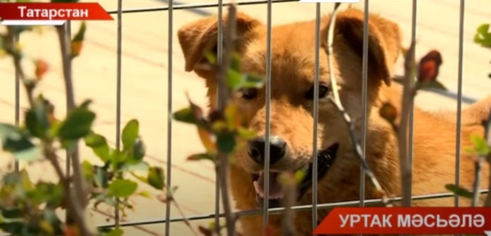 Сукбай хайваннарны нишләтергә?