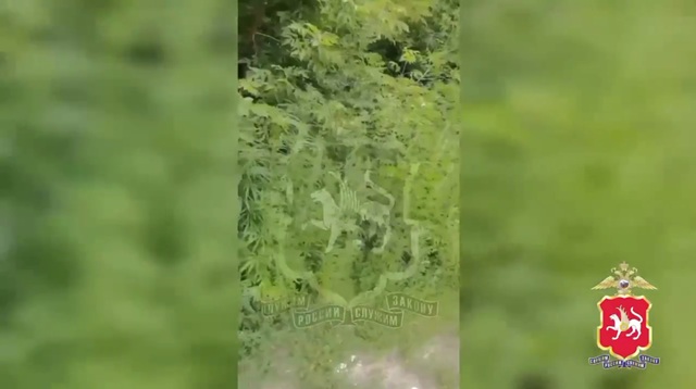 Очаг дикорастущей конопли нашли полицейские в одном из районов Казани 