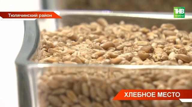 По зернышку: новый семенной завод открыли в Татарстане