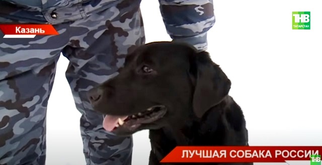 Лабрадор из Татарстанской таможни стал лучшей служебной собакой России - видео