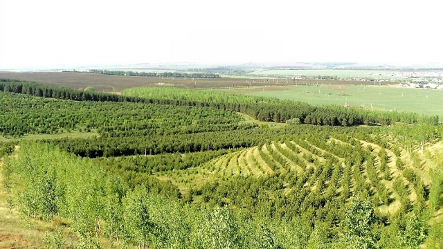 Защитные лесные насаждения на 443 га земли заложили по нацпроекту в Татарстане