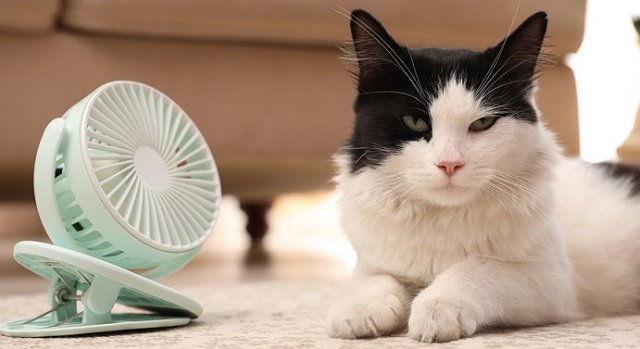 Августның икенче яртысы нинди булачагын фаразладылар