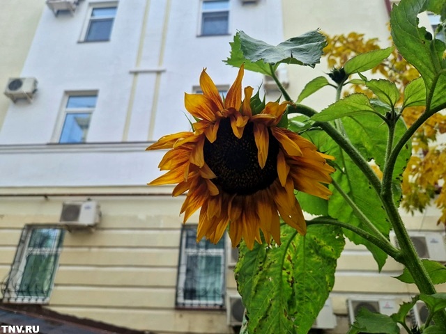 Температуру выше нормы в России в ближайшие 10 дней предрек Вильфанд