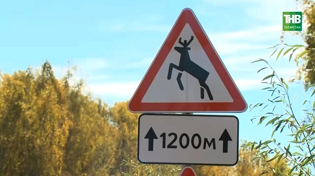 «Внимание, лоси!»: татарстанцев предупредили о штрафах до 80 000 рублей за сбитое животное