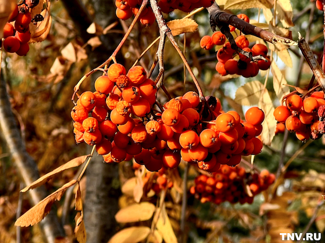 Лечит простуду и бронхит: татарстанцам рассказали о целебных свойствах рябины