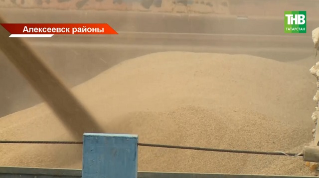 Татарстанның яңа җыеп алынган уңышын кайсы илләргә җибәрәләр?