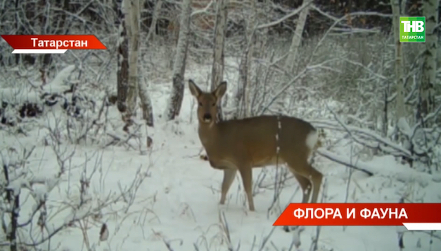 В Татарстане растёт численность лосей и косуль