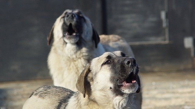 Казанда бер көтү котырган эт мәктәп балаларына ташланган