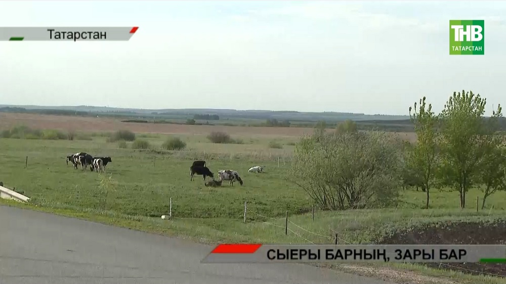 Авылларда сыерлар бетә: Татарстанда җитди проблема күтәрелде | Адымнар