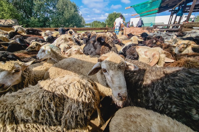 Жителям Татарстана озвучили порядок проведения Курбан-байрама