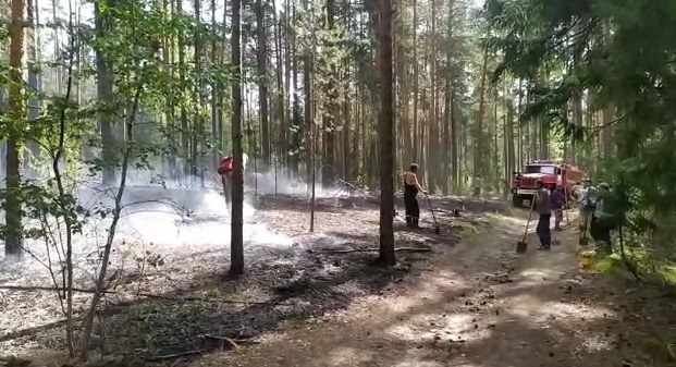 Марий Эл республикасында урманнар яна